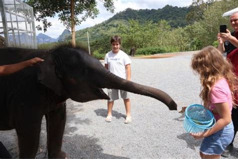  Elephants on Stage! Unveiling Eccentric Entertainment by Thai Superstar Emmy